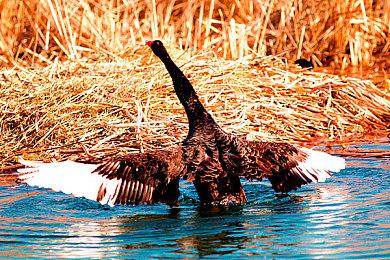 《终天教团》Steam版赠送早期购买特典！Mini Soundtrack试听视频公开